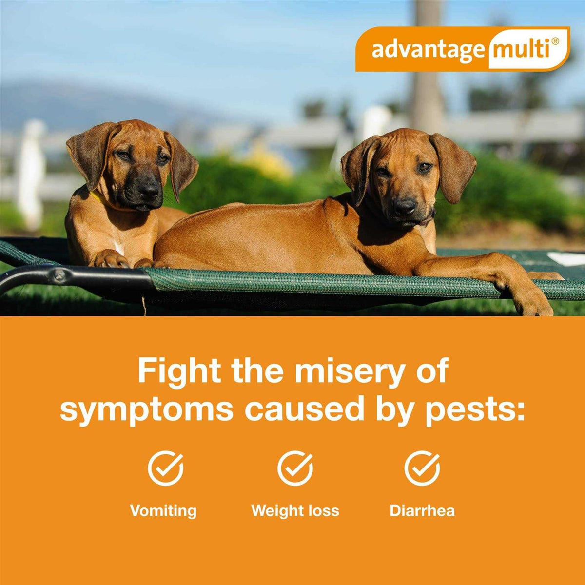 Advantage Multi for Dogs S7773