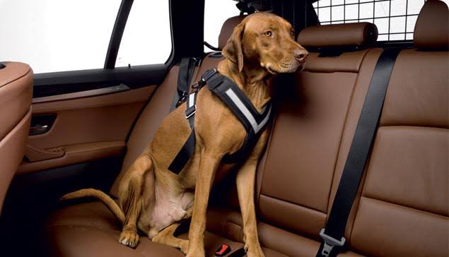 Large Harness K39471
