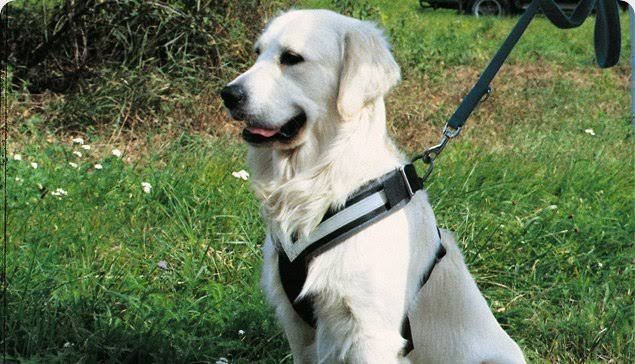 Large Harness K39471